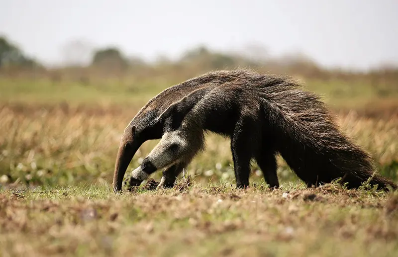Meet the three anteaters of Brazil