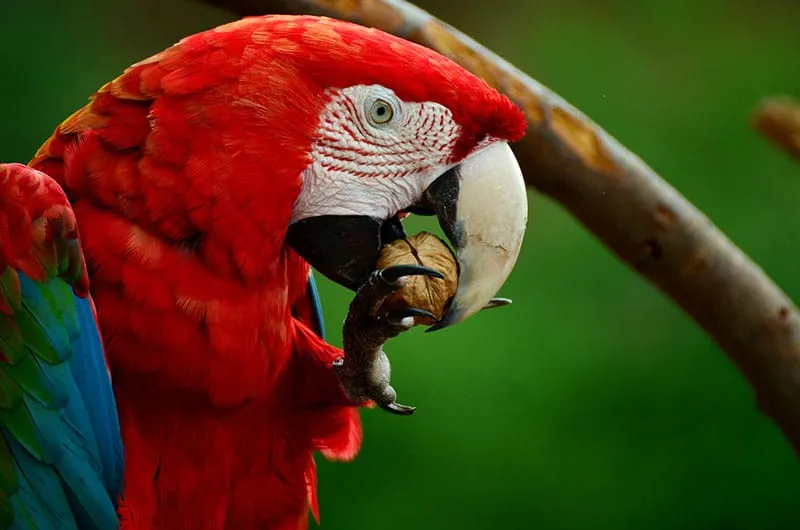 Macaws of Brazil