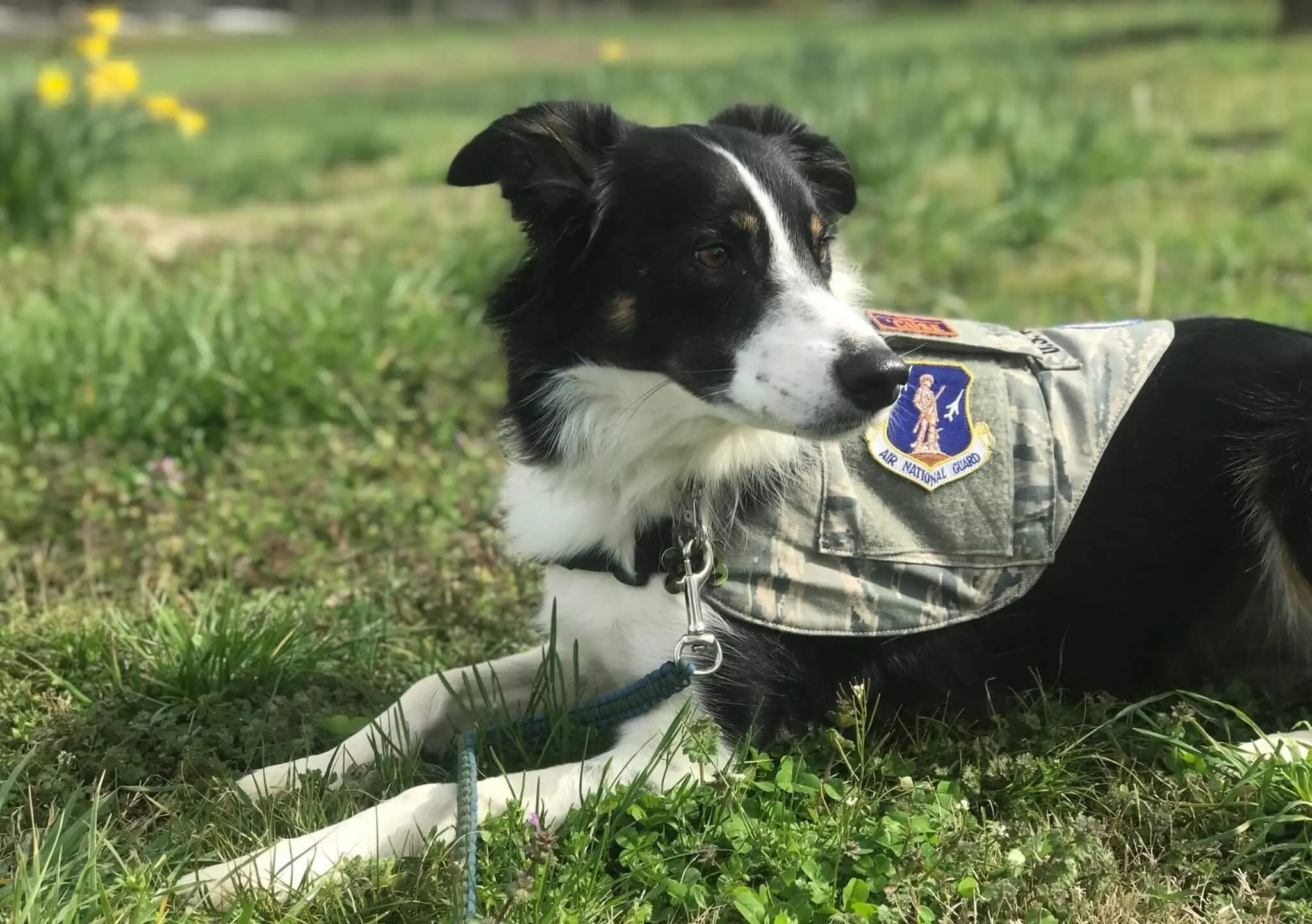 Cães que trabalham