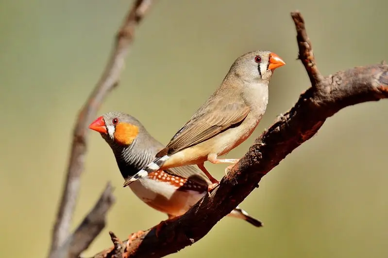 A imagem mostra dois mandarins, um macho e uma fêmea, empoleirados em um galho