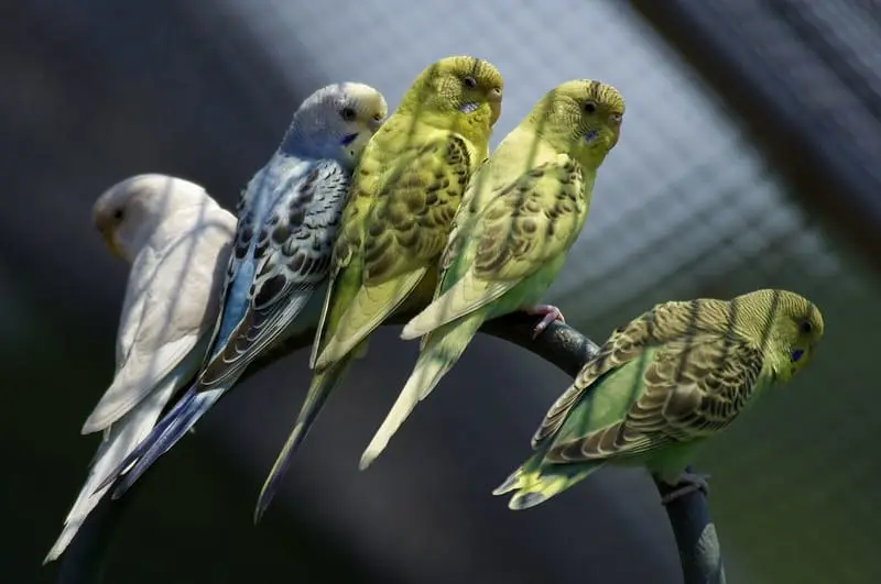 A imagem mostra cinco periquitos-australianos empoleirados lado a lado