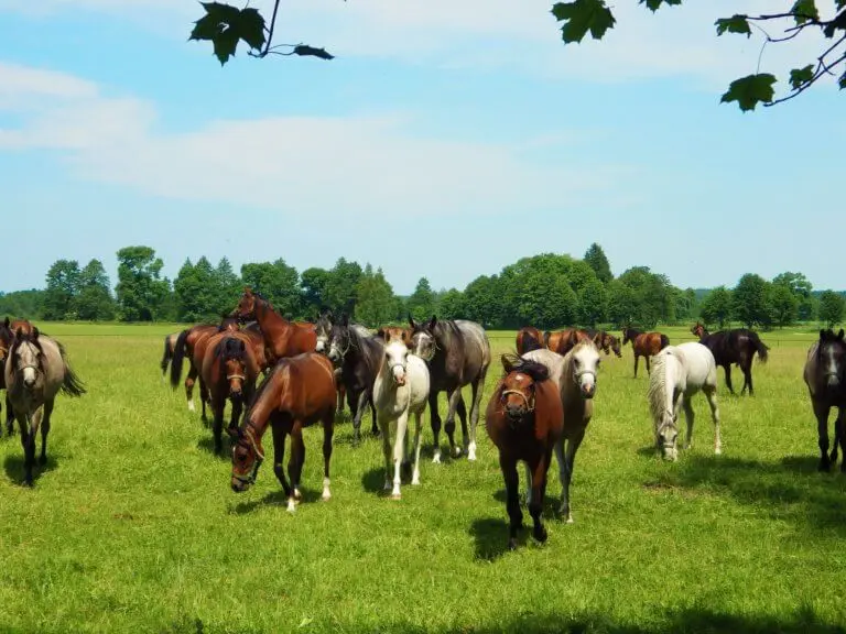 Quais são as utilidades dos cavalos?