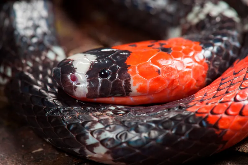 Picada de cobra coral