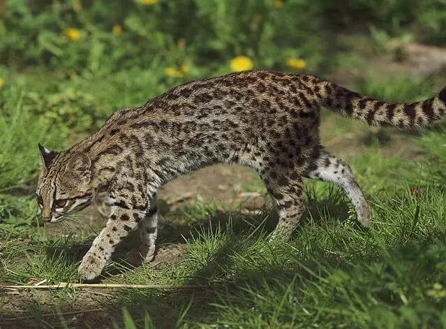 Leopardus tigrinus - oncilla