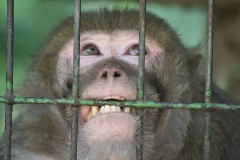 An angry monkey bites the rusty bars of a cage