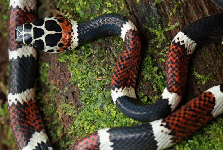 Is it really possible to identify a Kingsnake or a Coral snake by its color?