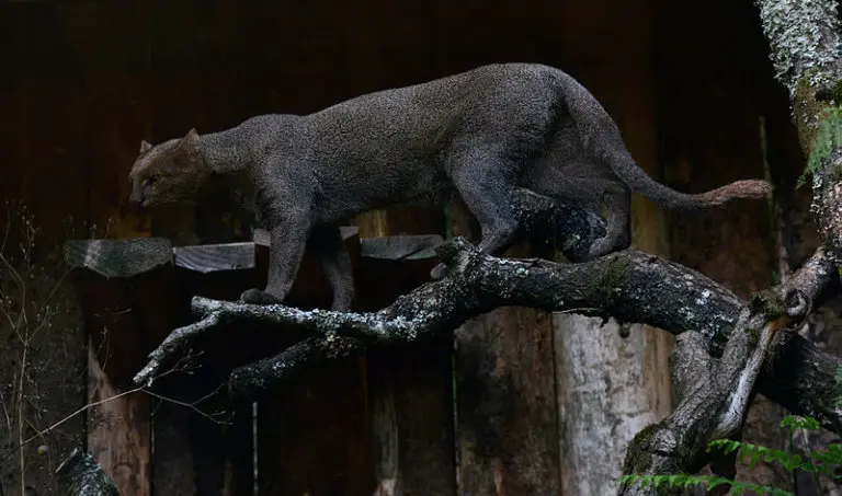 Jaguarundi