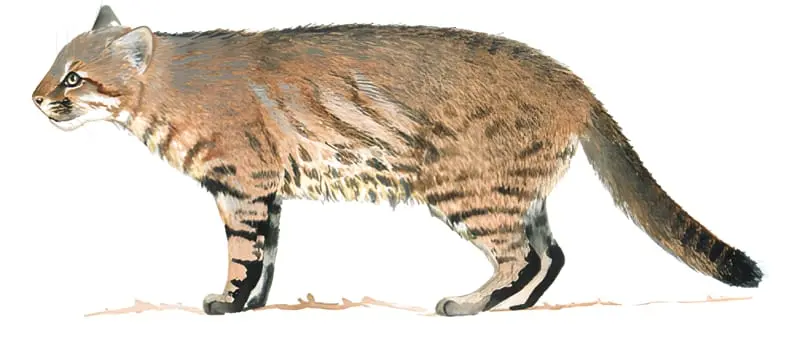 Gato-palheiro-dos-pampas