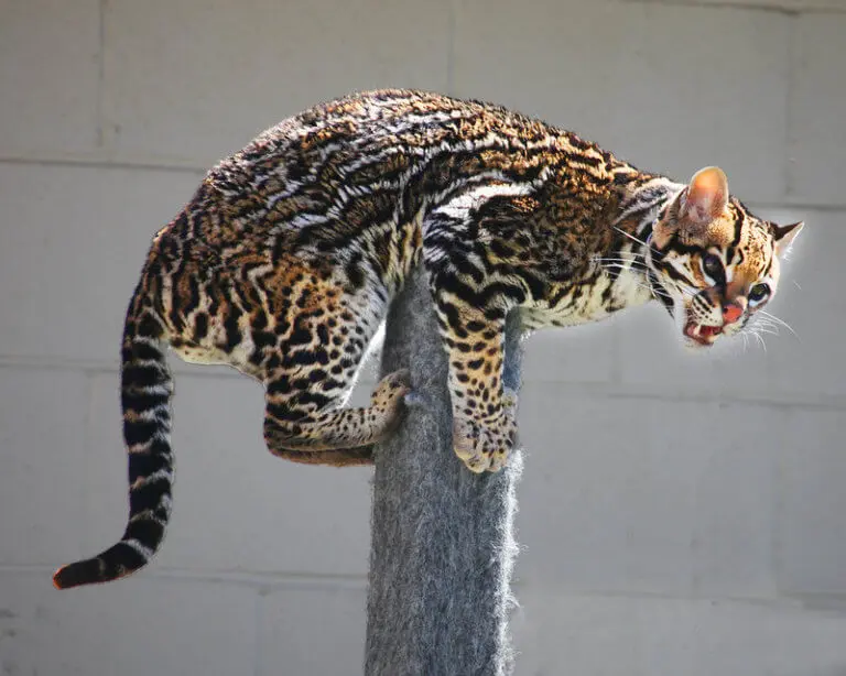 Felinos do Brasil