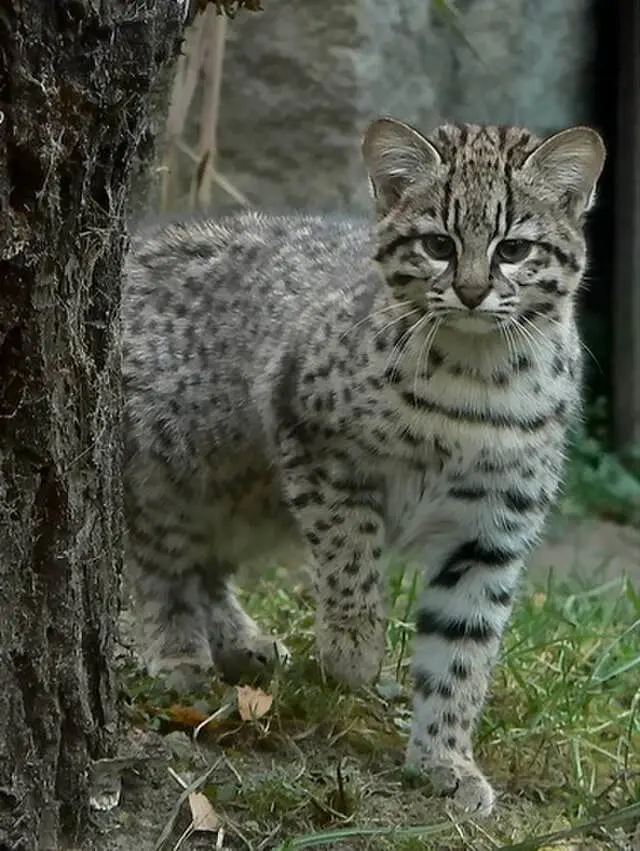 Gato do mato grande