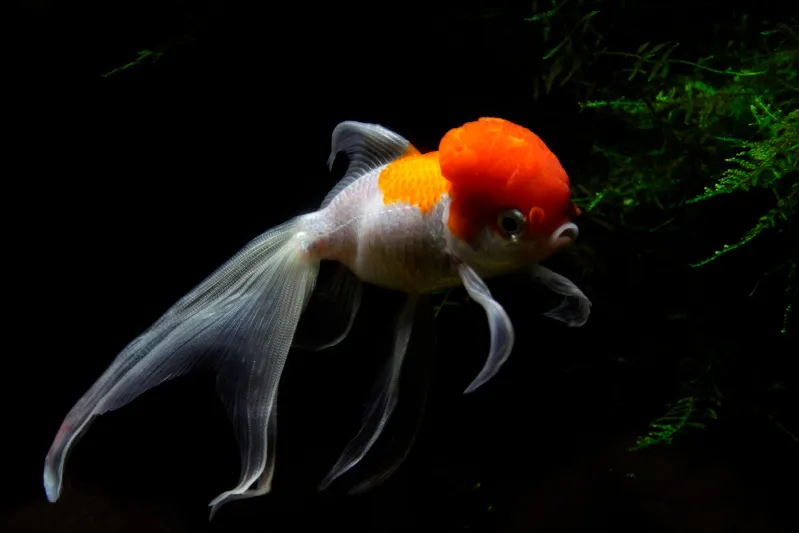 Kinguio oranda