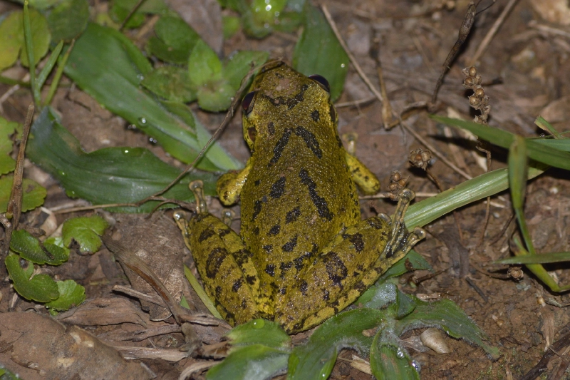 Perereca-de-banheiro