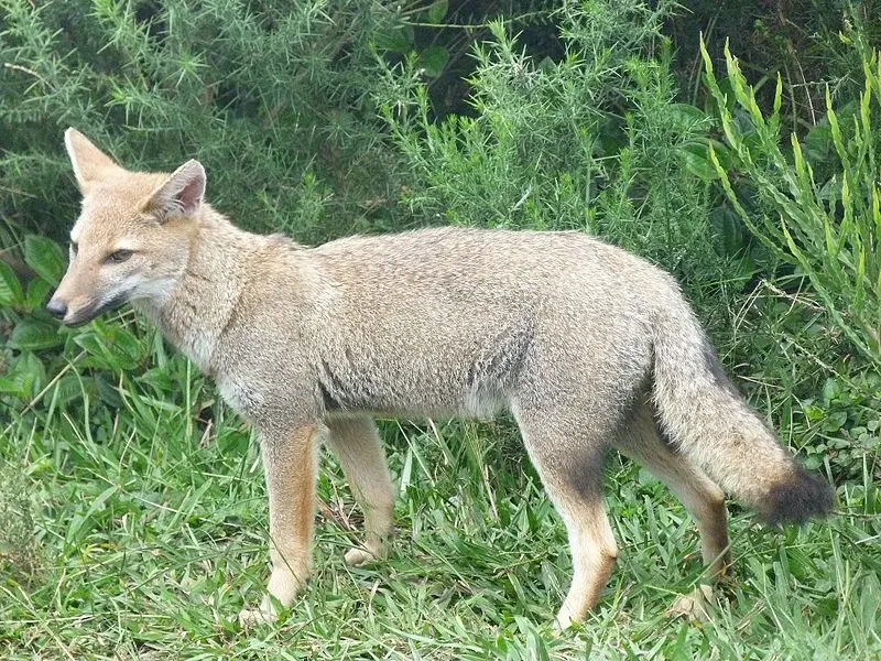 Pampas fox