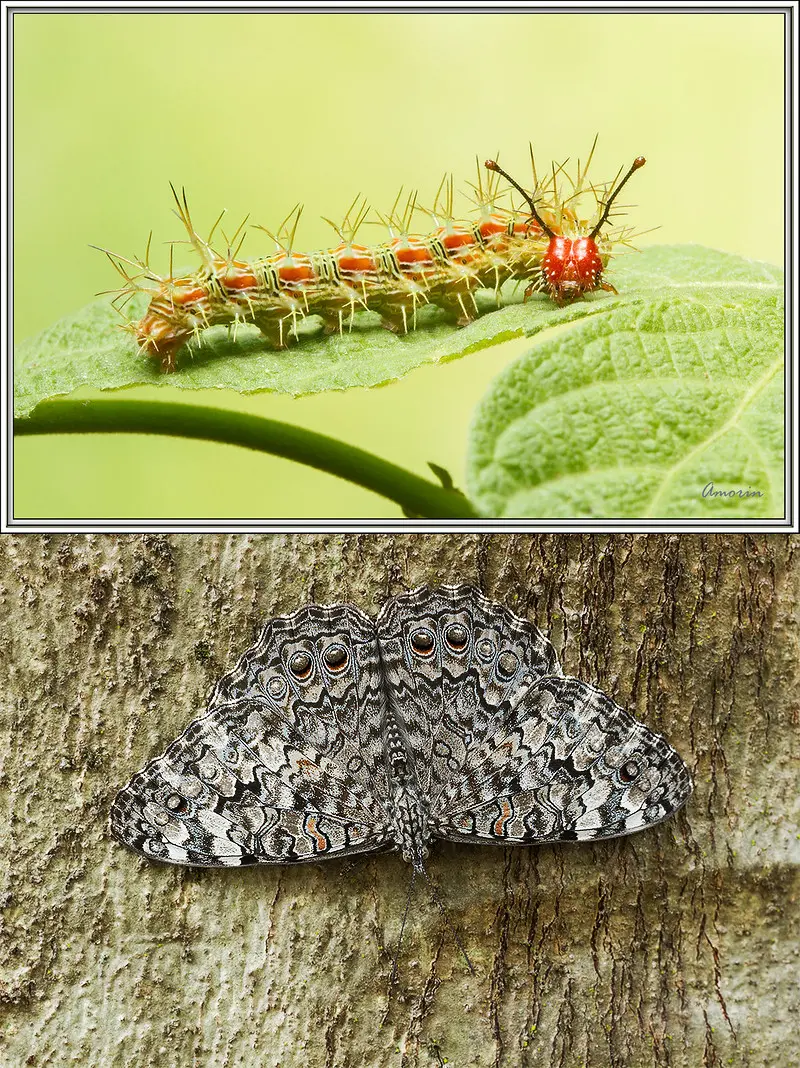 A imagem de cima, mostra uma lagarta de estaladeira e a imagem de baixo, mostra a Borboleta-estaladeira pousada de cabeça para baixo em um tronco