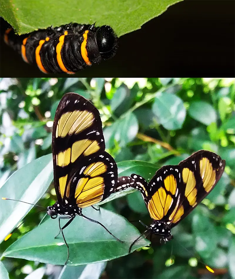 Imagem de lagarta de borboleta-do-manacá acima e imagem Borboleta-do-manacá pousada em uma folhas de manacá abaixo