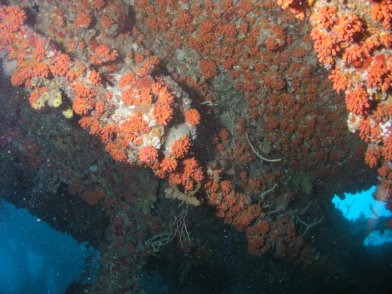 Colônia de coral-sol