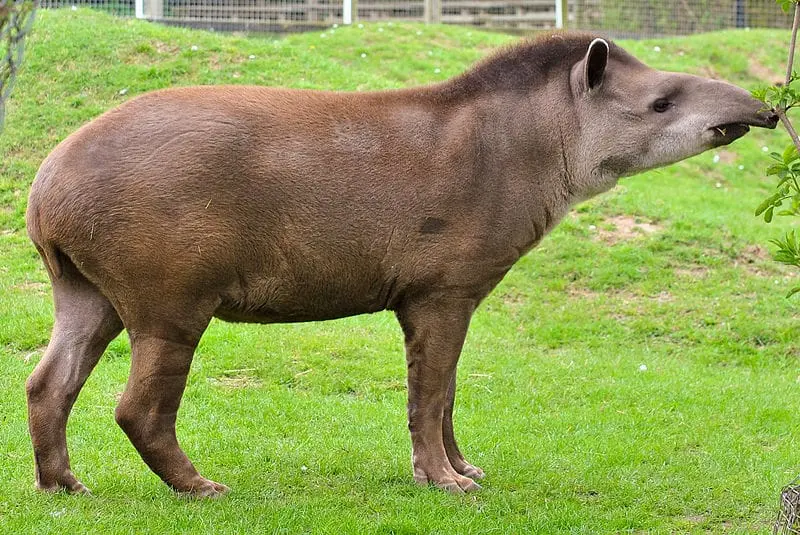 The various tapir species