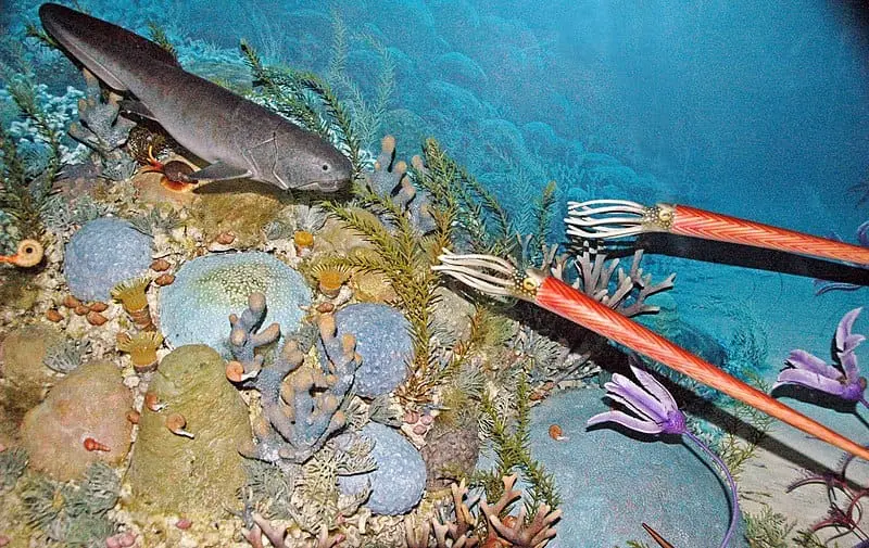 Diorama of an ancient seabed during the Devonian. This is a public exhibit at the Museum of the Rockies in Bozeman, Montana. Animals represented include straight and spiral-shelled cephalopods, crinoids, solitary and colonial corals, an arthrodire placoderm, and algae.