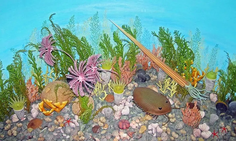 This is a diorama of an ancient sea bed in the Cincinnati, Ohio area during the Upper Ordovician. This is a public exhibit at the Nebraska State Museum of Natural History. Organisms depicted include a straight-shelled nautiloid cephalopod, trilobites Isotelus & Flexicalymene, Grewingkia horn corals, colonial corals, bivalves, gastropods, brachiopods, bryozoans, crinoids, edrioasteroids, sea stars, and algae.