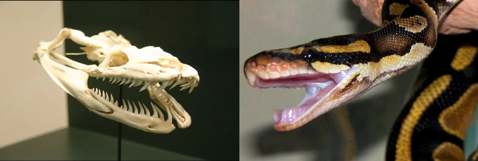À esquerda, um crânio de uma píton-reticulada e à direita uma píton-real. Ambas possuem dentição áglifa. Imagens de Ryan Somma e Charlie J via Flickr