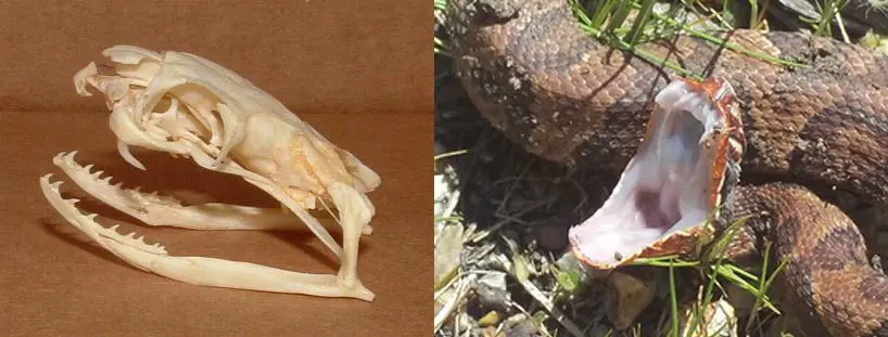 À esquerda o crânio de uma cobra-real e a direita é possível ver os dentes de uma cabeça-de-cobre. Ambas possuem dentição proteróglifa. Imagens de Moleke via Wikimedia e Tom Calton via Flickr
