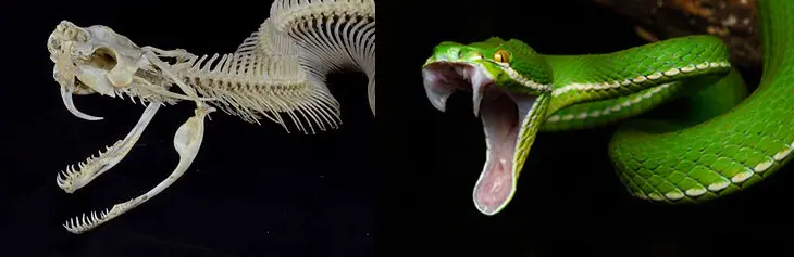 À esquerda o crânio de uma víbora-do-Gabão. À direita é possível observar os dentes de uma víbora-de-lábios-brancos. Ambas são serpentes solenóglifas. Imagens de Stefan3345 via Wikimédia e tontantravel via Flickr