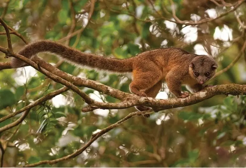 Olingo-Bassaricyon gabbii. Fotografado em Monteverde, Costa Rica por Greg Basco via Wikimedia.