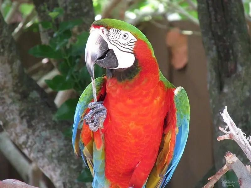 A inteligência das aves