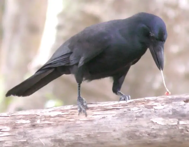 Corvo da Nova Caledônia usando um graveto para pegar larvas