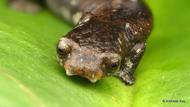 Salamander endemic to Brazil - Bolitoglossa Altamazonica. Image by Andreas Kay via Flickr.