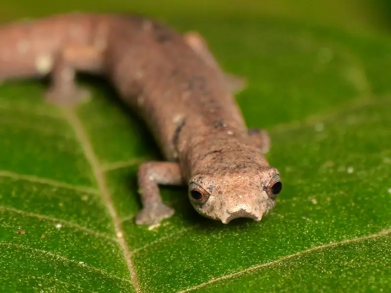 Brazilian salamanders