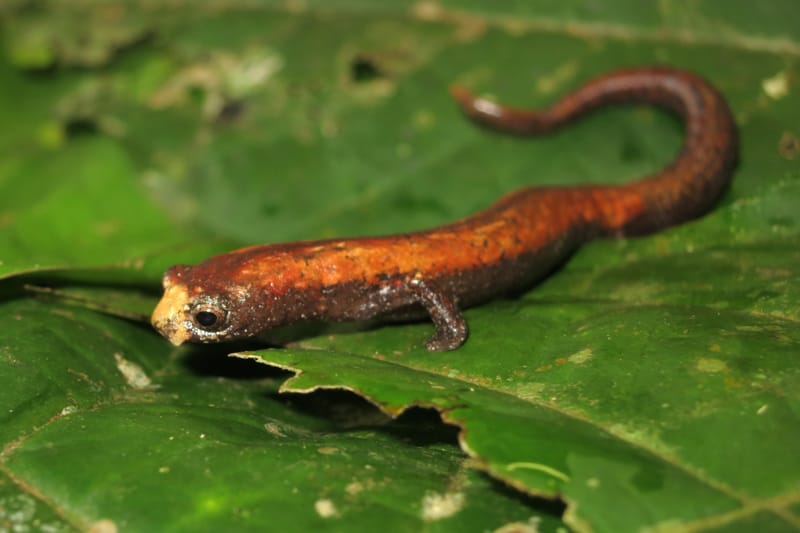 Salamandra endêmica do Brasil, descoberta em 2013 - Bolitoglossa Caldwellae. Imagem de Tomaz Nascimento de Melo via Inaturalist.org