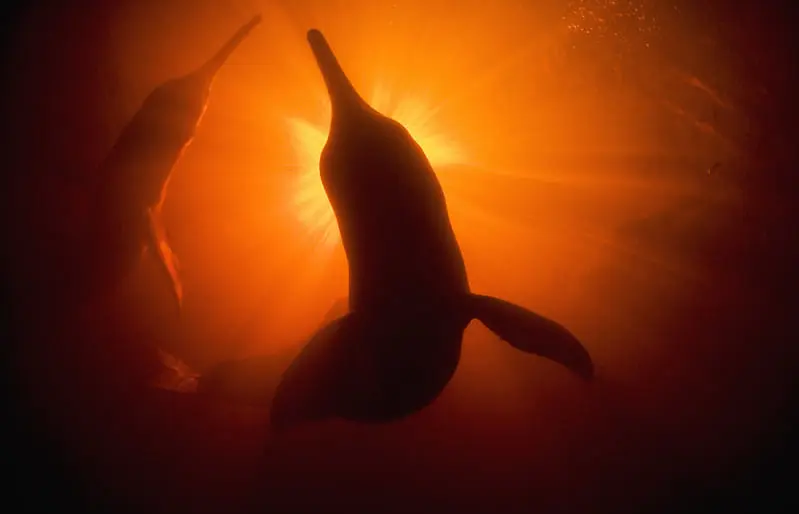 The Life of the River Dolphins