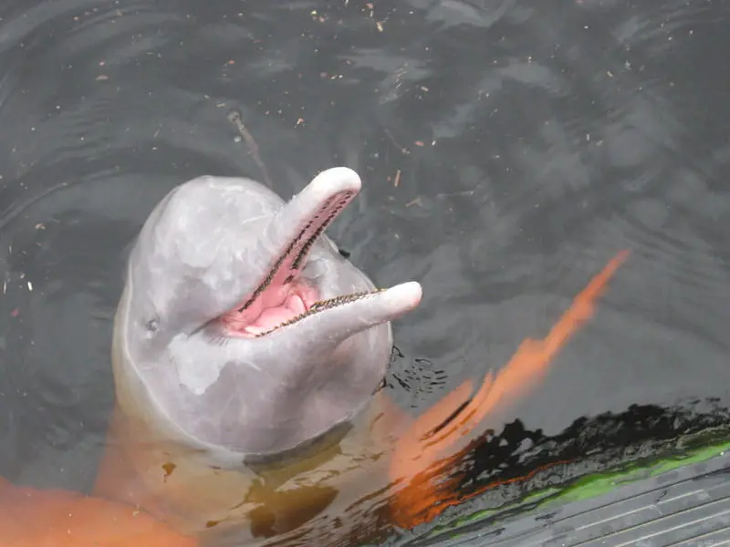 Boto-cor-de-rosa com a cabeça para fora da água. Imagem de Celeumo via Flickr