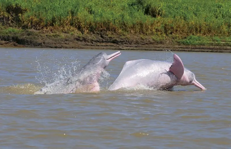 Dois botos-cor-de-rosa saltando para fora da água no rio Meta, um dos maiores afluentes do rio Orinoco. Imagem da Sociedad Colombiana de Mastozoología via Flickr