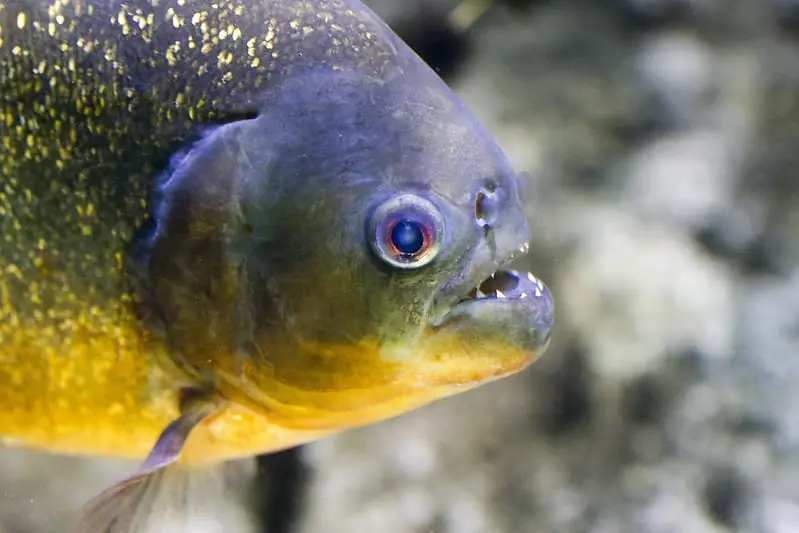 Piranha vermelha nadando. Quando vista de perto é possível ver as pontas dos dentes em sua boca. Imagem de Nathan Rupert via Flickr