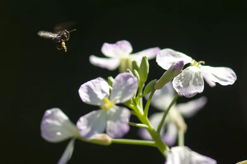 Abelha da espécie Scaptotrigona mexicana voando em direção a uma flor de rabanetes, com as bolsas em suas patas carregadas de pólen.