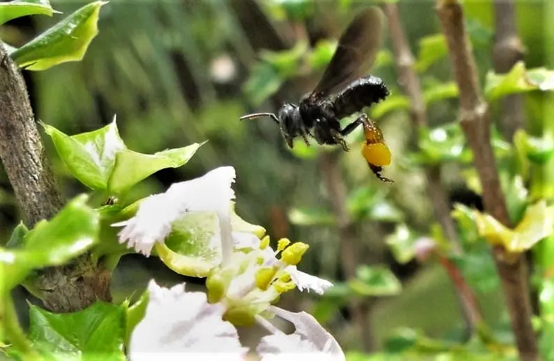 Abelha social sem ferrão da espécie Trigona spinipes (conhecida como arapuá), voando em direção a uma flor, com as bolsas em suas patas carregadas de pólen.