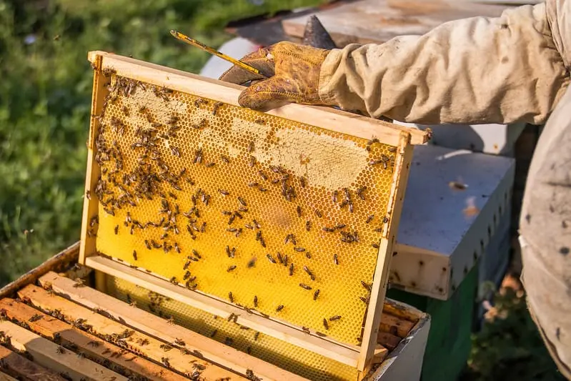 Apicultor retirando uma melgueira repleta de mel de dentro de uma caixa de abelhas.