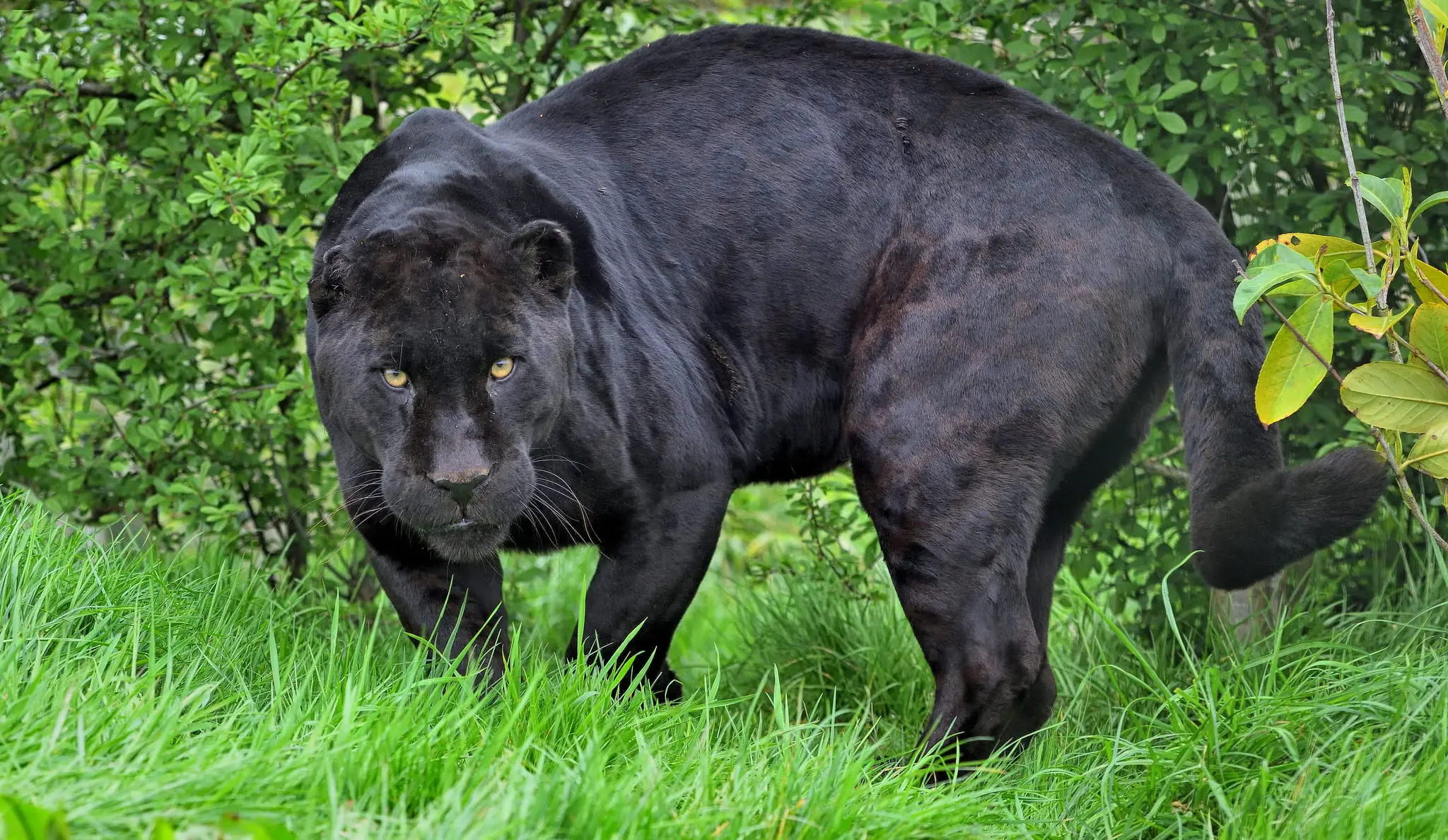 Mutações nas cores dos animais