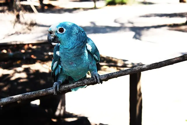 Papagaio azul devido ao cianismo