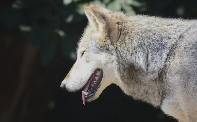 O passado nebuloso dos cães