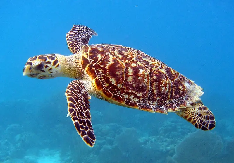 Hawksbill sea turtle swimming to the left. Note the claw on the left flipper and the serrated back edge of its shell.