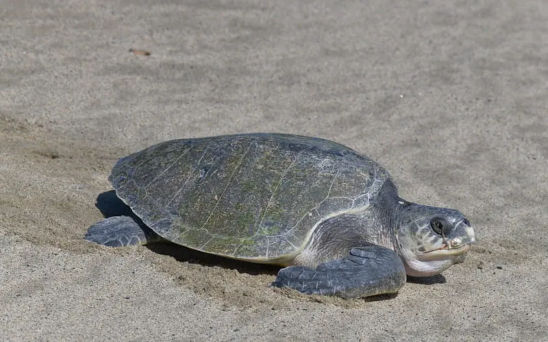 Tartaruga-oliva rastejando na areia da praia, durante o dia