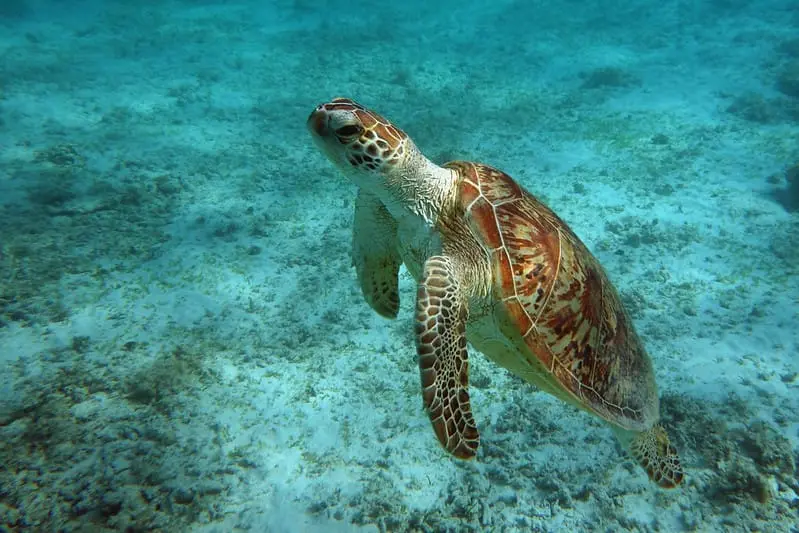 Tartarugas-marinhas: espécies, ameaças e preservação