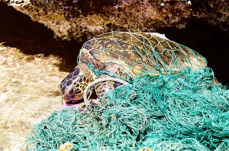 Tartaruga-verde é encontrada morta e enrolada em uma rede de pesca abandonada, na praia.