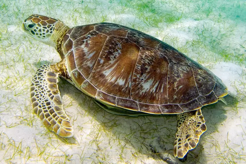 Green sea turtle on the ocean floor feeding on sea grass.