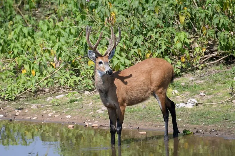 The Diversity of Brazilian Deers