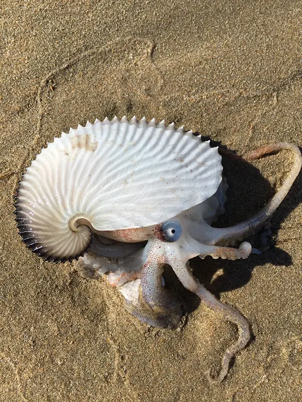 Argonauta vivo, encontrado na areia da praia