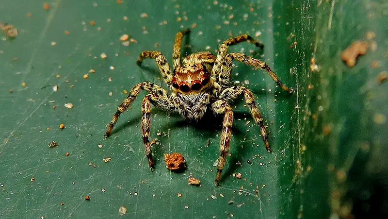 Jumping spider on a leaf, front view. You can see its large eight eyes lined up on its head